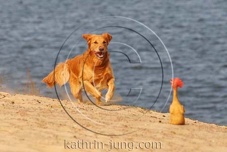 Golden Retriever in Action Strand