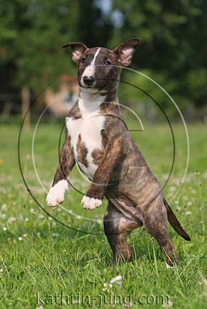 Miniatur-Bullterrierwelpe macht Männchen