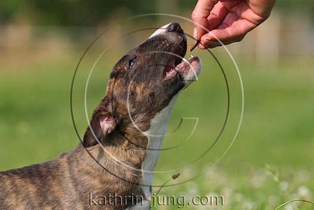Miniatur-Bullterrierwelpe Leckerchen aus Hand