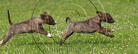 Miniatur-Bullterrierwelpen