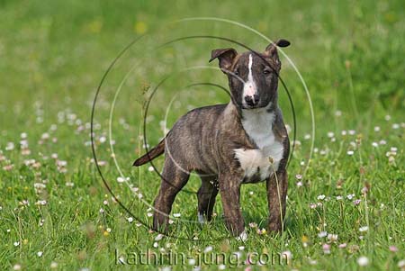 Miniatur-Bullterrierwelpe Frühling