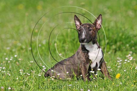 Miniatur-Bullterrierwelpe sitzt Wiese