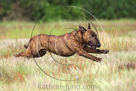 Bullterrier Action