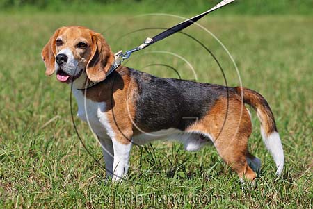 Beagle an der Leine