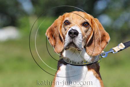 Beagle Portrait