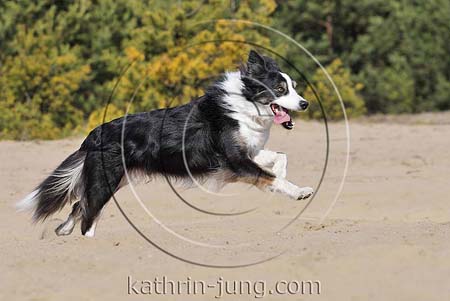 Hund Action Heide