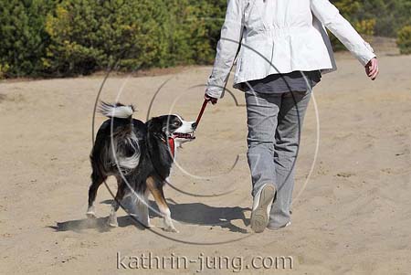 Hund zerrt an Leine