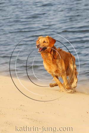 Golden Retriever in Action Strand 