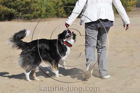 Hund zerrt an Leine Border Collie