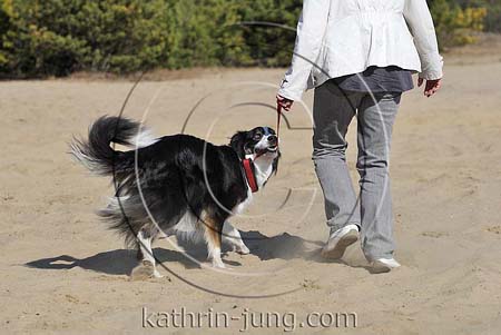 Hund zerrt an Leine Border Collie Ungehorsam