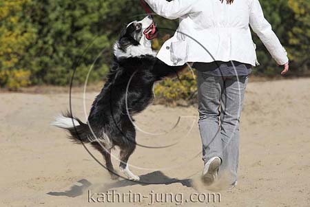 Hund springt an Leine Border Collie Ungehorsam