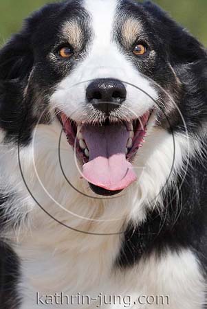 close up Border Collie