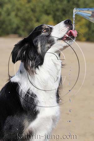 Hund trinkt aus Wasserflasche