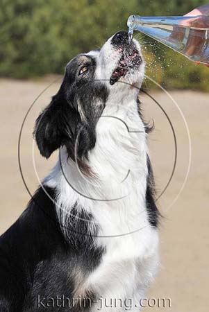 Hund trinkt aus Wasserflasche Border Collie