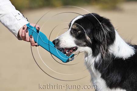 Hund trinkt aus Wasserschale