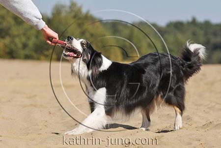 Hund zerrt an Spielzeug