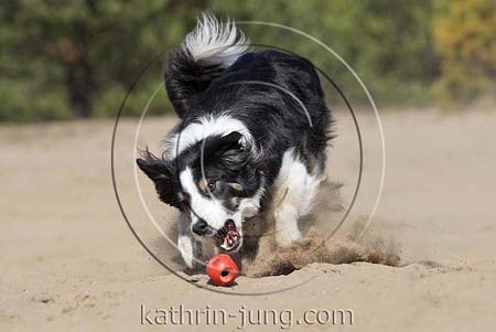 Border Collie Action Ball