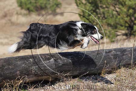 Border Collie fliegt über Baumstamm