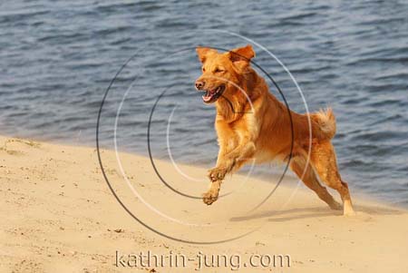 Golden Retriever in Action See Golden Retriever in Action See