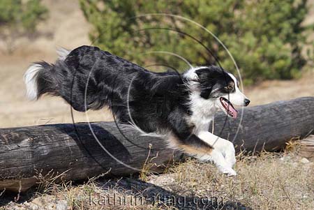 Hund Border Collie fliegt über Baumstamm