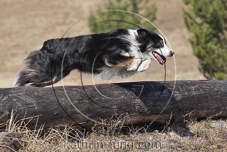 Hund Border Collie fliegt springt über Baumstamm