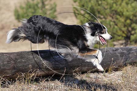Hund Border Collie fliegt springt über Baumstamm Heide
