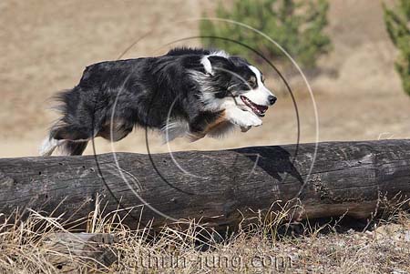 Border Collie fliegt springt über Baumstamm Heide