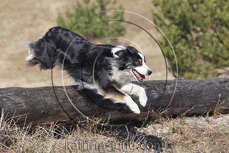 Border Collie tricolor fliegt springt über Baumstamm Heide