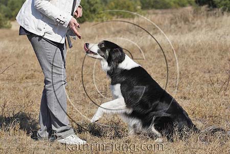 Hund gibt Pfötchen Training