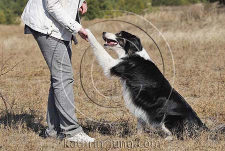 Hund gibt Pfötchen Training Border Collie