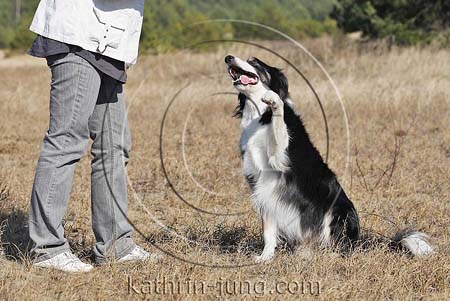 Hund hebt Pfote Training Border Collie