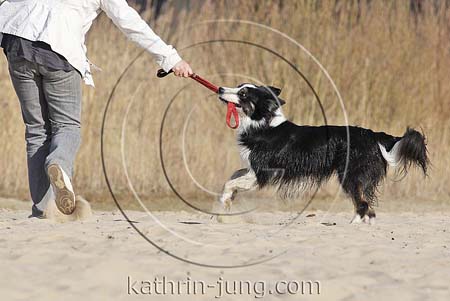 Hund zerrt an Leine Border Collie tricolor Ungehorsam