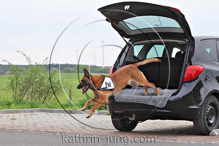 Malinois Polizei