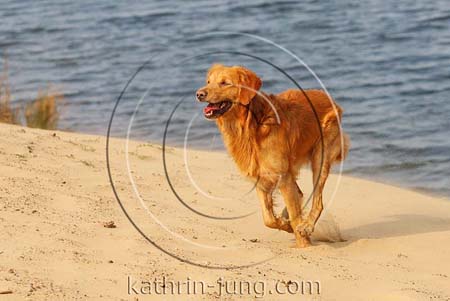 Golden Retriever in Action Strand