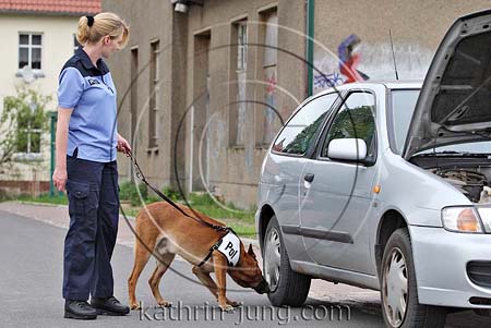 Malinois Polizei Training