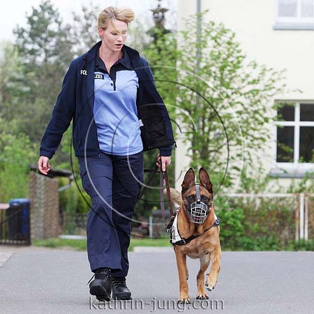 Malinois Polizei Training Stadt