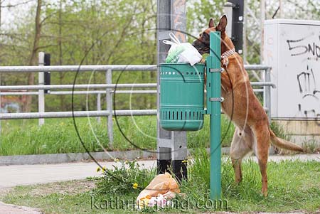 Hund räumt Müll aus