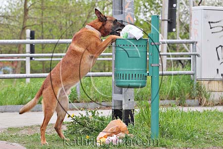 Hund räumt Müll aus Malinois