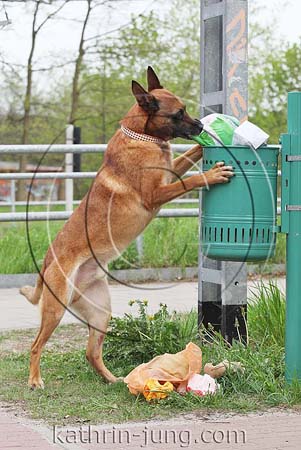 Hund räumt Müll aus Eimer Malinois