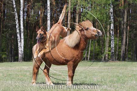 Hund springt über Pony
