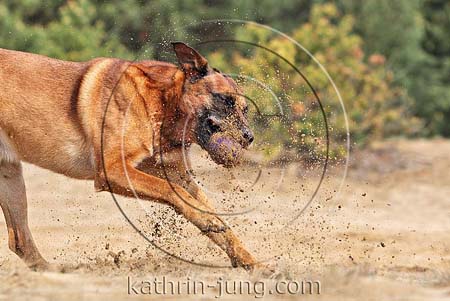 Belgischer Schäferhund spielt Sand