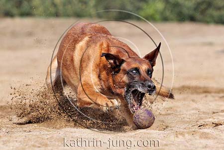 Belgischer Schäferhund spielt Ball im Sand