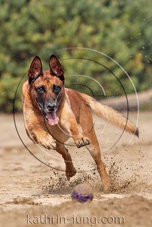 Belgischer Schäferhund spielt Ball Action