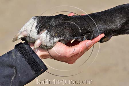 Pfote auf Hand