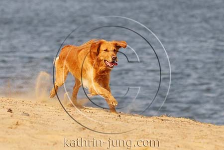 Golden Retriever in Action Strand