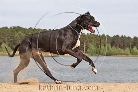 Dogge am See