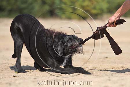 Hund zerrt