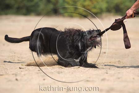 Hund zerrt Spielzeug mit Person