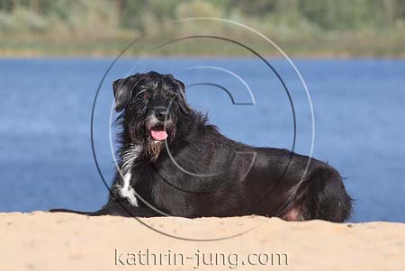 Mischling liegt am See
