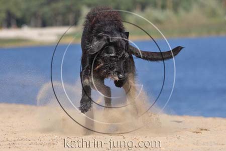 Hund springt Sand Action
